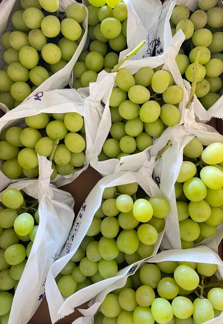 シャインマスカット5kg 房入り 訳あり ラスト