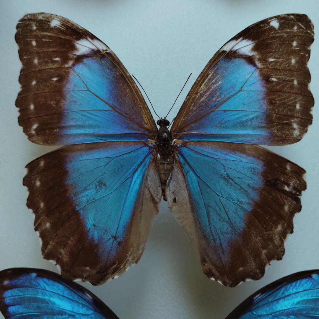 ブラジル　オビドス　メネラウスモルフォ　ペア　蝶標本　貴重