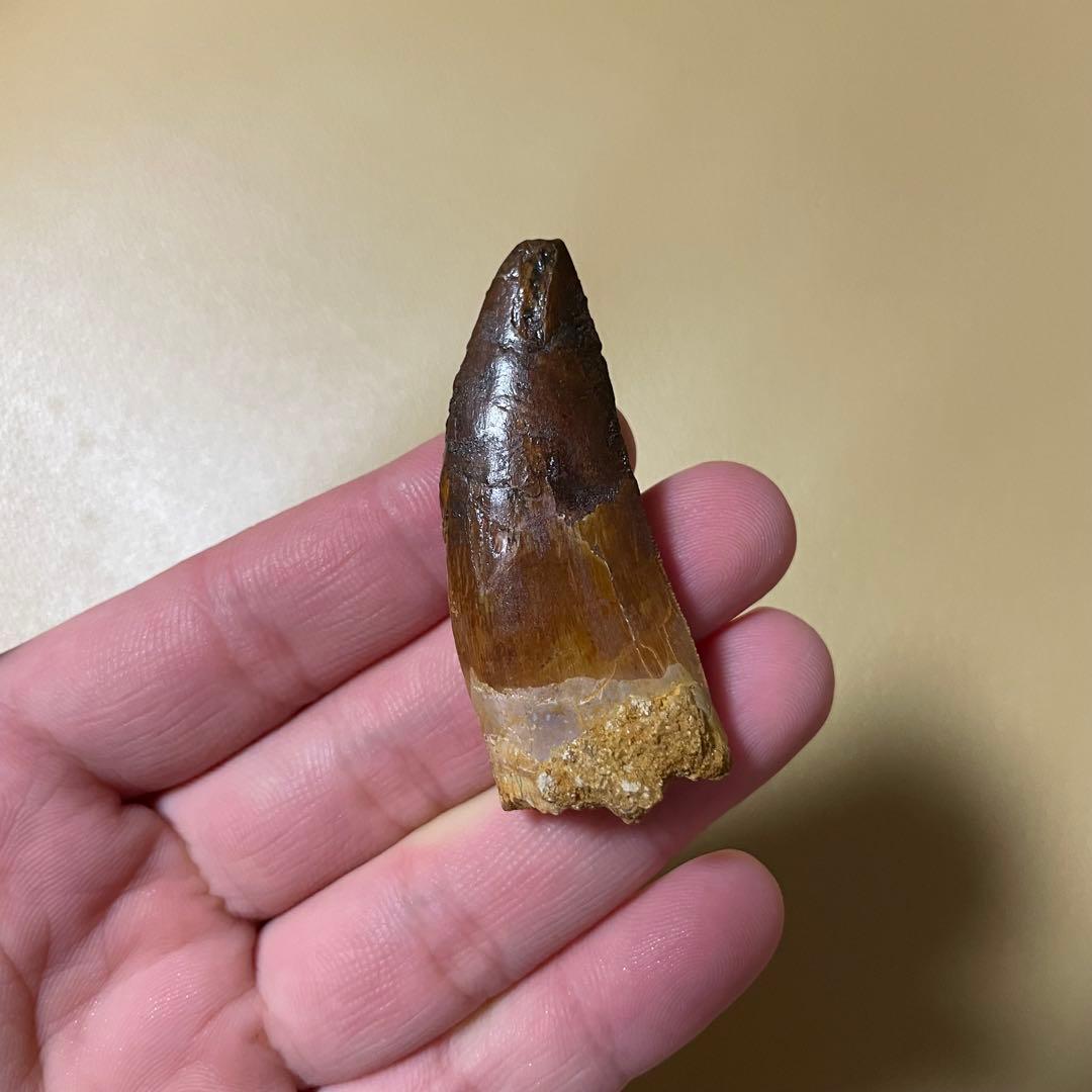 カルカロドントサウルス 化石 歯 牙 恐竜 ティラノサウルス T-REX 本物