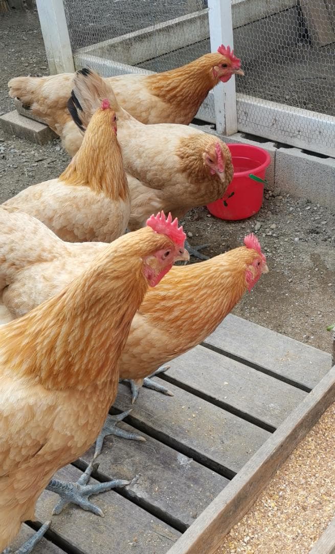 【食用卵】平飼い鶏　名古屋コーチン