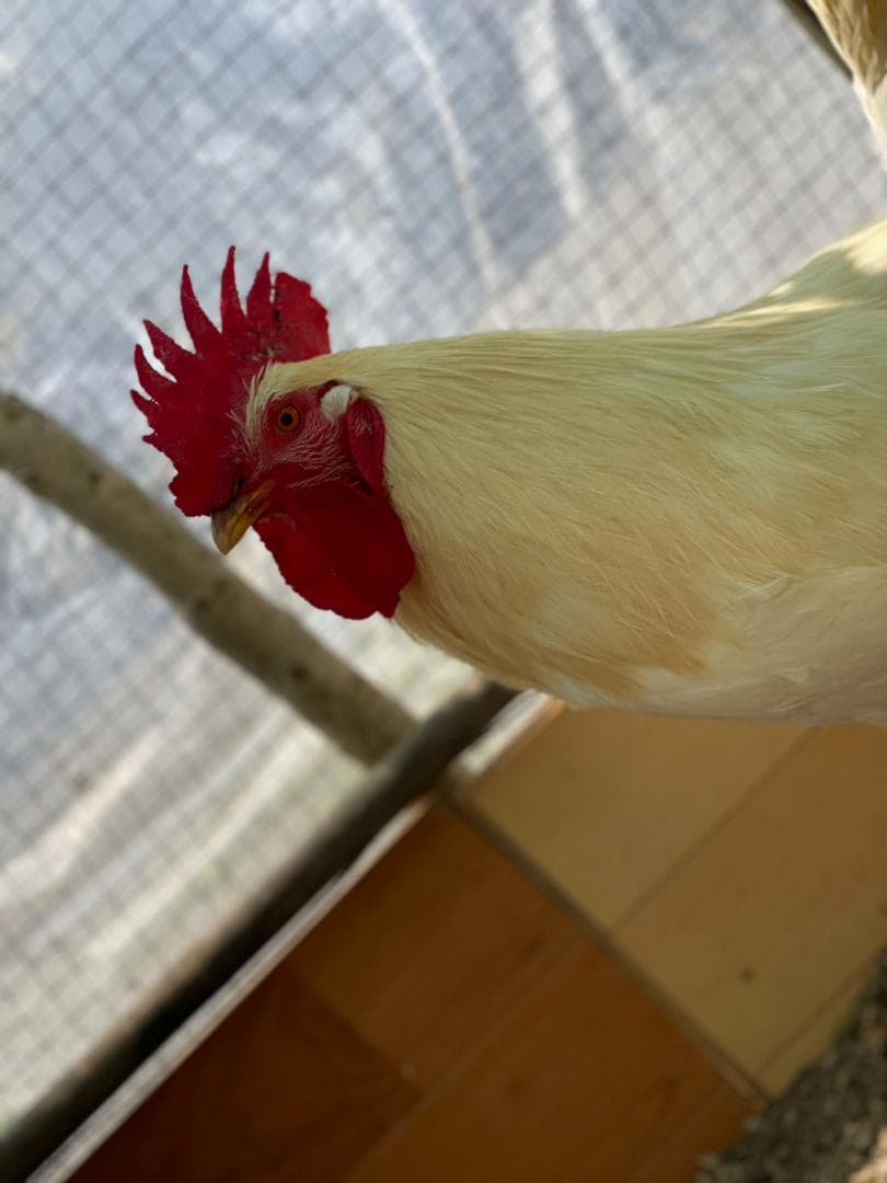 【食用卵】平飼い鶏　名古屋コーチン