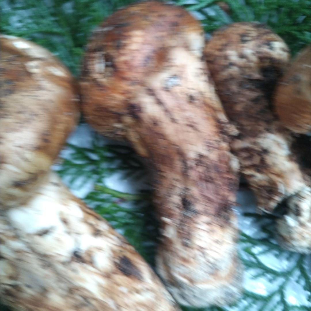 天然、新鮮早松とおまけすだち国産