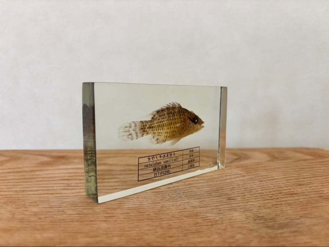 【超美品,希少種】ナポレオンフィッシュ（メガネモチノウオ）樹脂封入標本