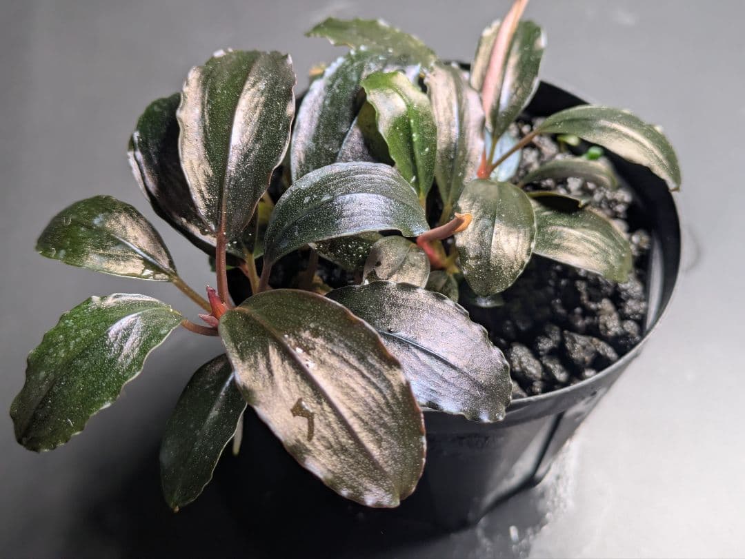 水草 Bucephalandra sp.Brilliant Red