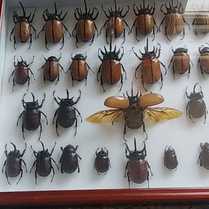 ゴホンヅノカブト系標本