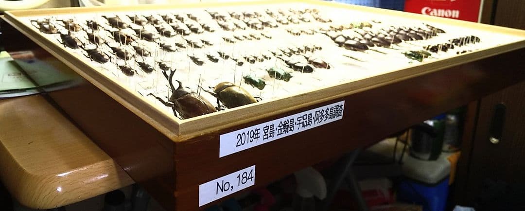 村山輝記採集・製作クワガタ標本 2019年 No.184