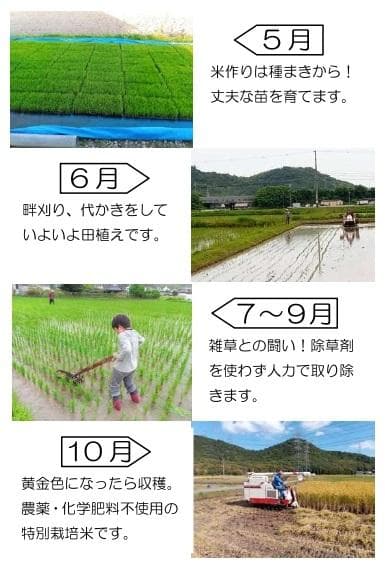 【特別栽培米】兵庫県産 令和7年産 ヒノヒカリ 精米13.5kg 食味値87点！