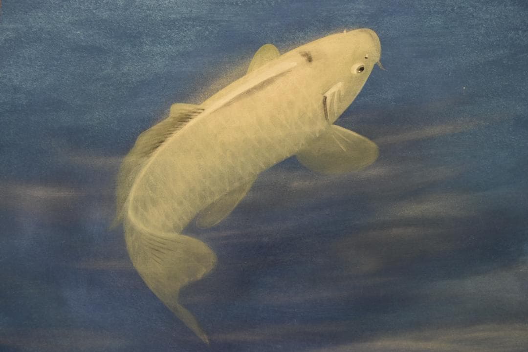 【真作】川村憲邦/鯉図/游鯉図/横物/掛軸☆宝船☆Z-685