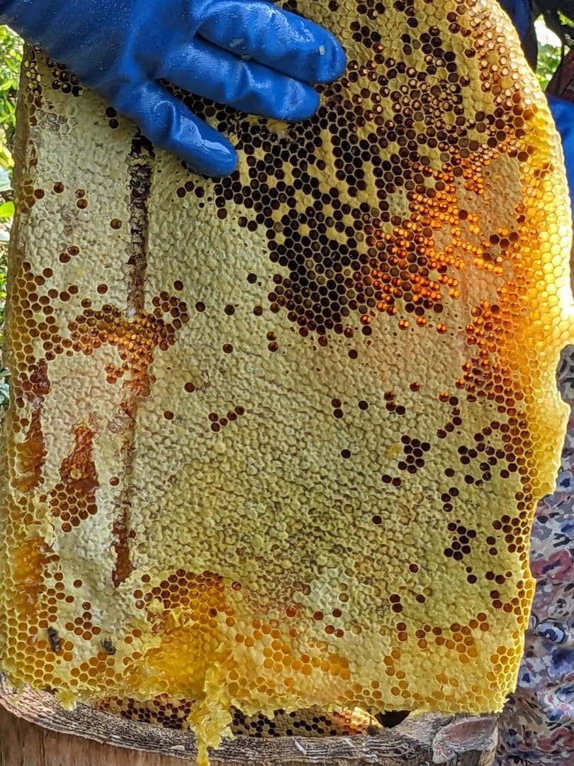 日本ミツバチ 蜂蜜 令和7年度 採れたて　たれ蜜　600g×8 非加熱