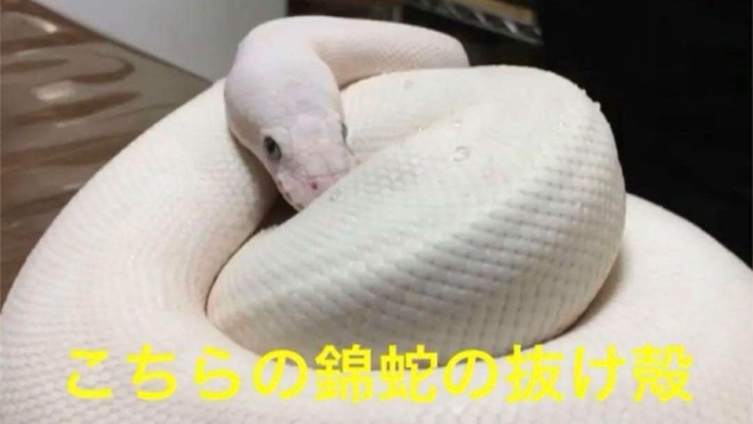 オルゴナイト 白蛇の抜け殻 開運 金運 魔除け 家内安全