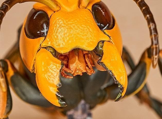 リボジオ／オオスズメバチ●海洋堂18cmリボルテック可動生物フィギュア松村しのぶ