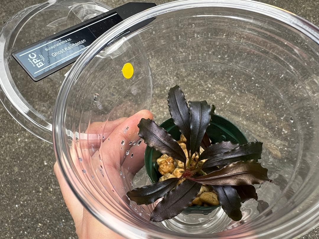 Bucephalandra sp.Ghost Kalimantan ②