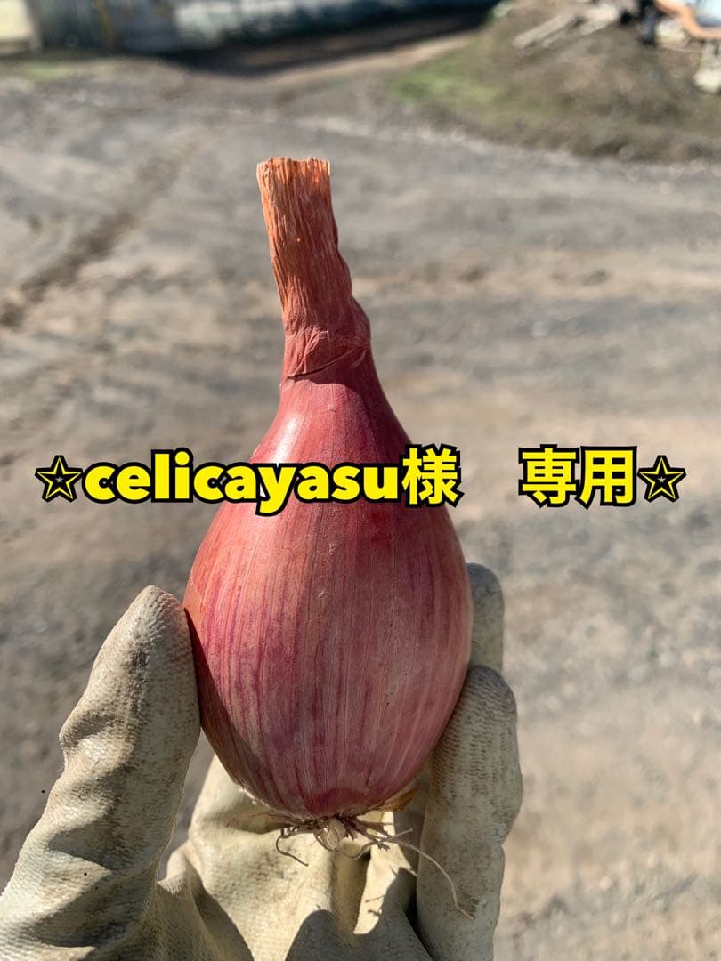 北海道産　無農薬　ベルギーエシャロット　コンサーバー　正品　20kg