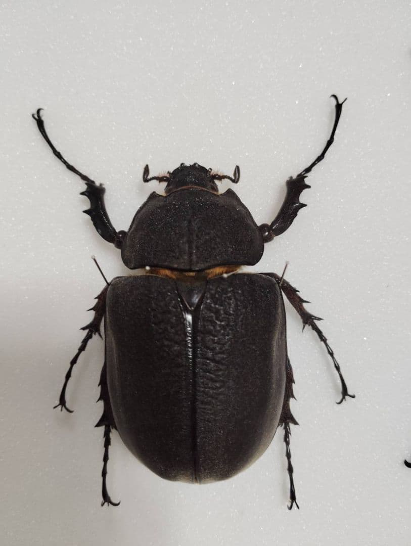 【アクティオンゾウカブトムシ】 アクティオン標本 　昆虫セット　オスメスペア