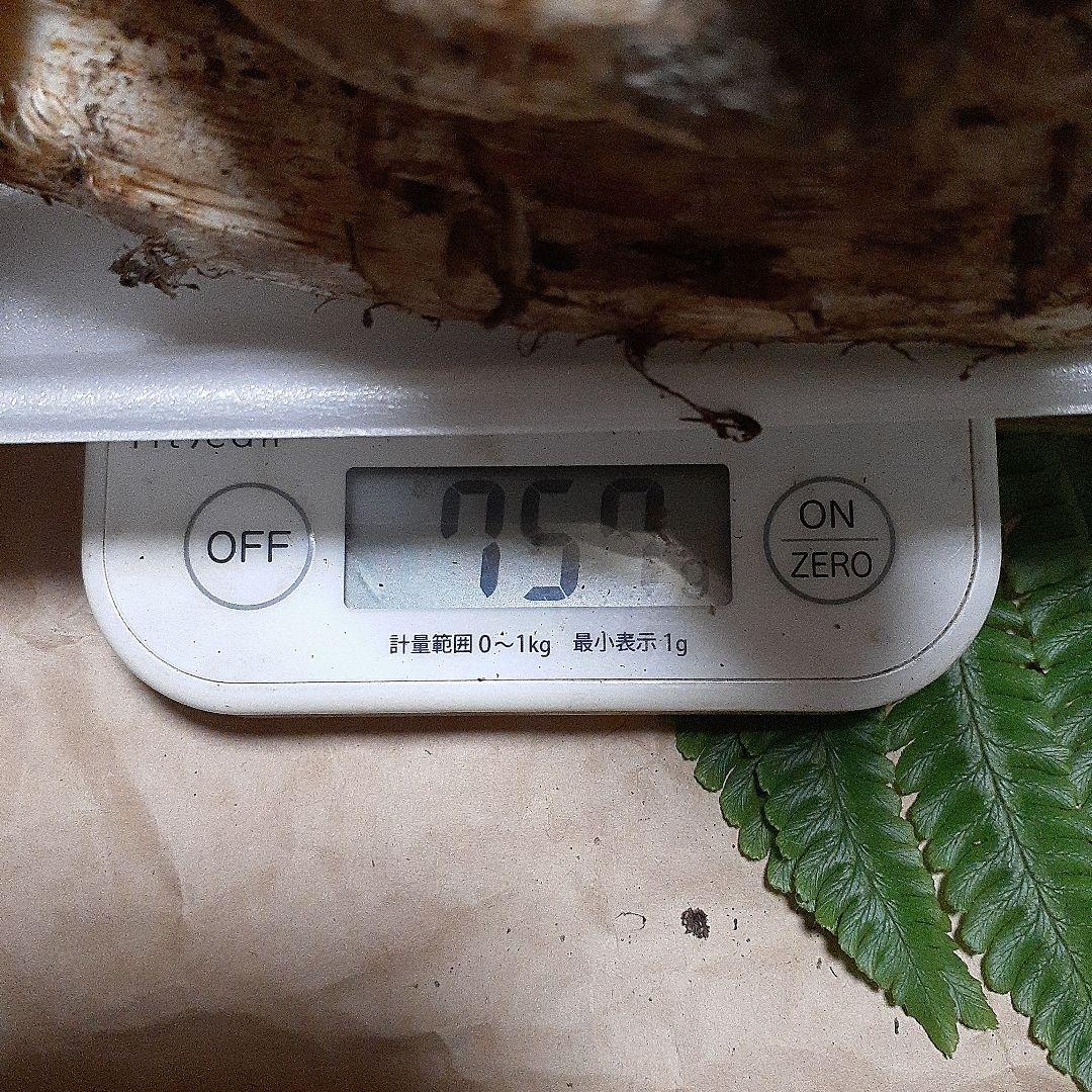 岩手県産松茸　本日採れ　送料込み！！