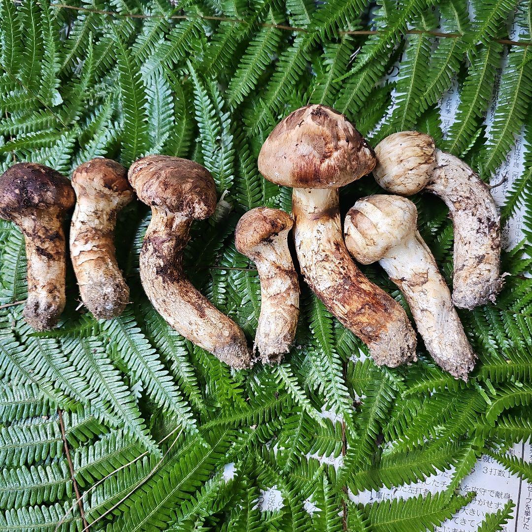 広島県産 松茸　239g