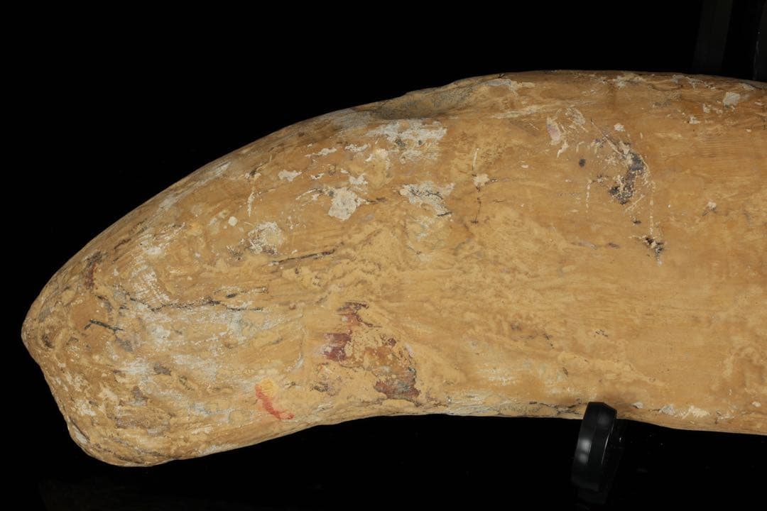 白亜紀前期 サンタナ層産 古代魚化石 魚類化石 クラドキクルス 骨格 標本