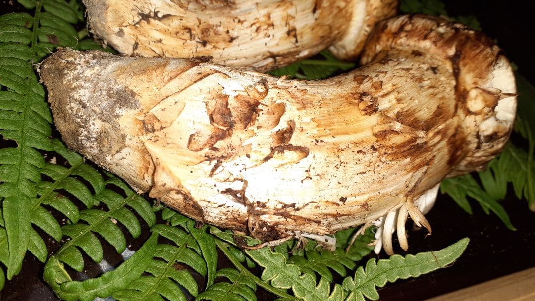 岩手県産松茸(少し訳あり) 11月19日昼取れ 軸固いがハジケ虫あと有り明日発送