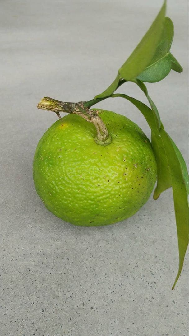 完全無農薬　ゆず　柚子　箱込み10kgちょっと入ります！