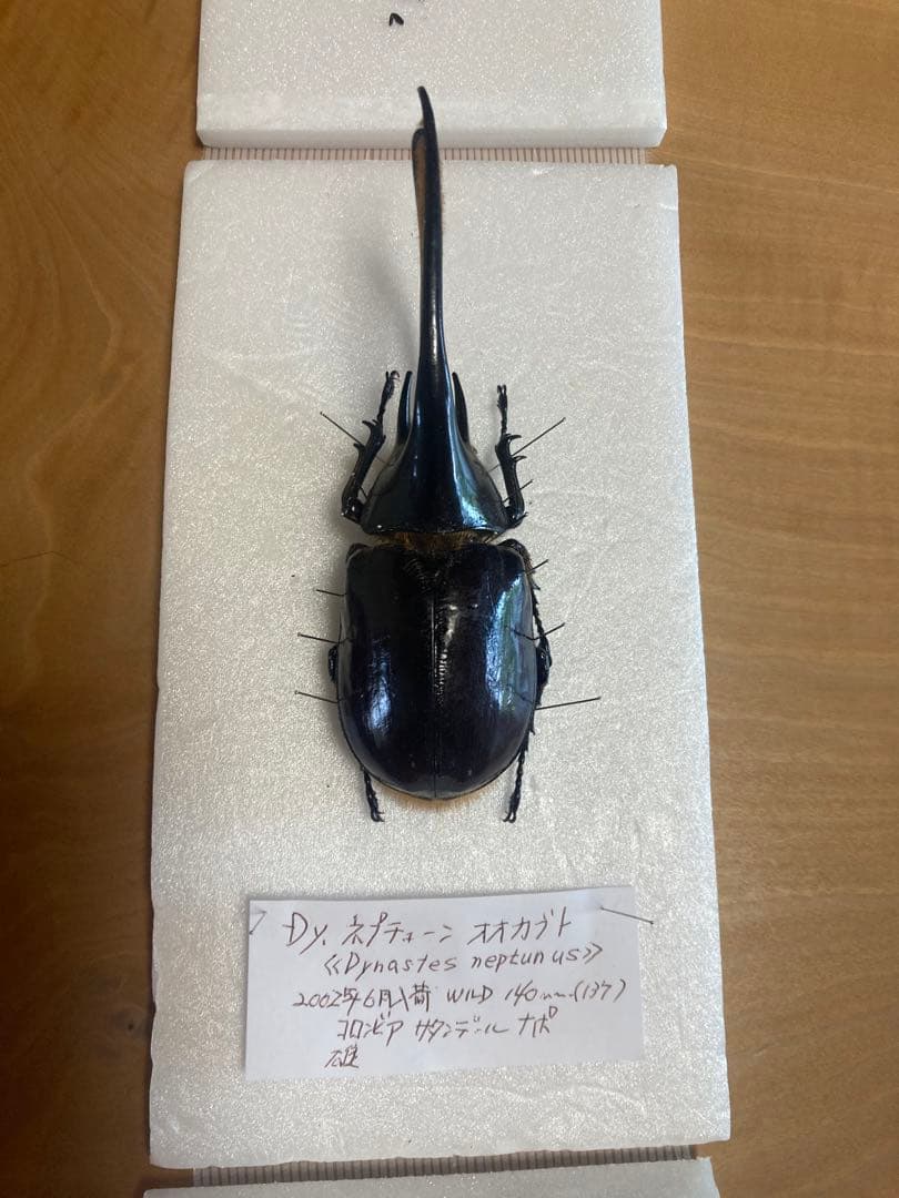 ネプチューンオオカブト♂野外品標本