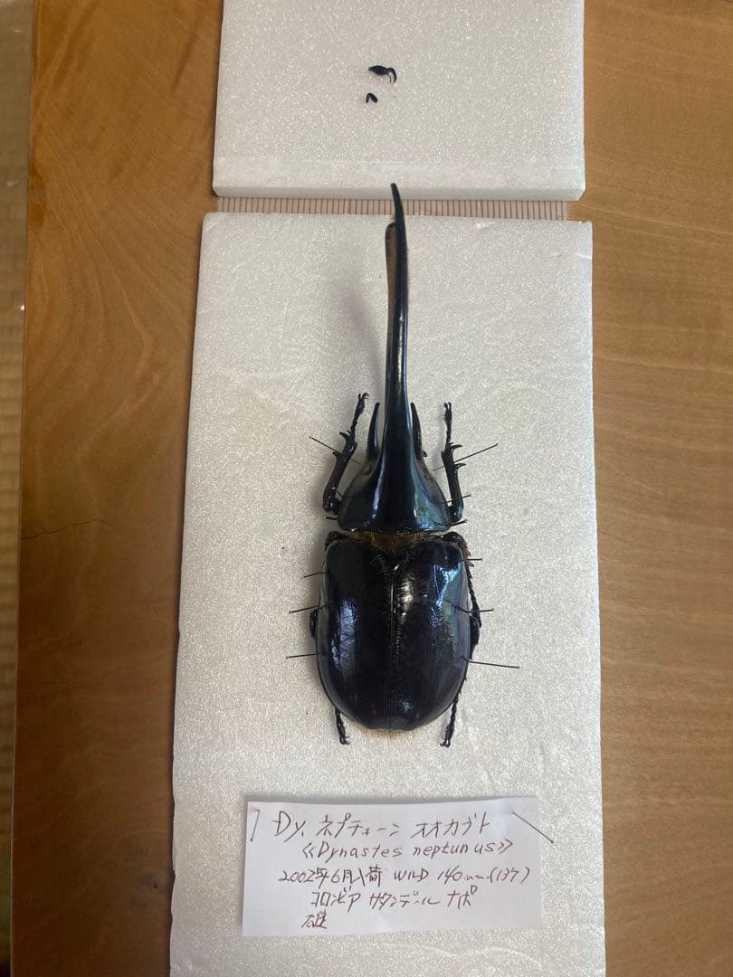 ネプチューンオオカブト♂野外品標本