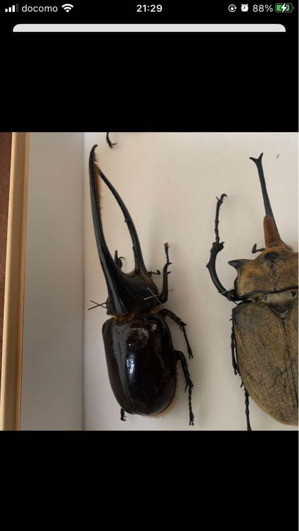 ネプチューンオオカブト♂野外品標本