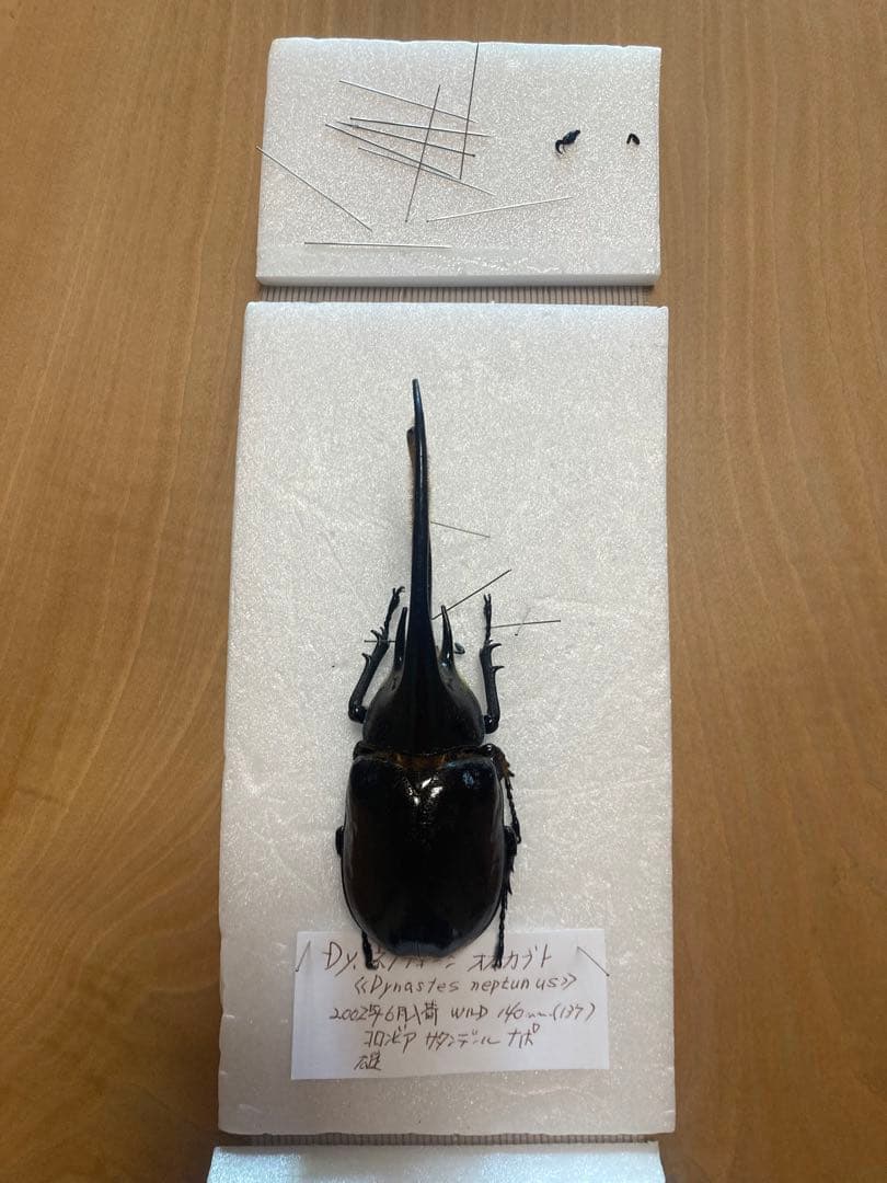 ネプチューンオオカブト♂野外品標本