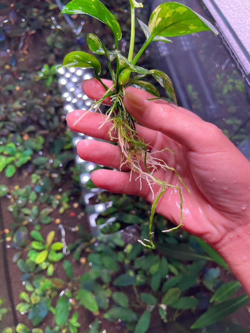 menehunecyan　※プロフ必読！ページ　アヌビアス　斑入りキング