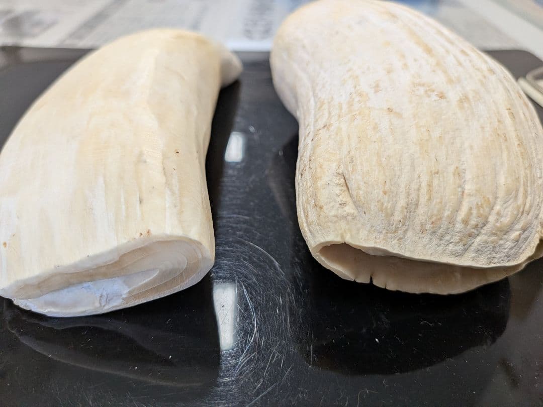 マッコウ鯨歯　本物オス歯メス歯セット