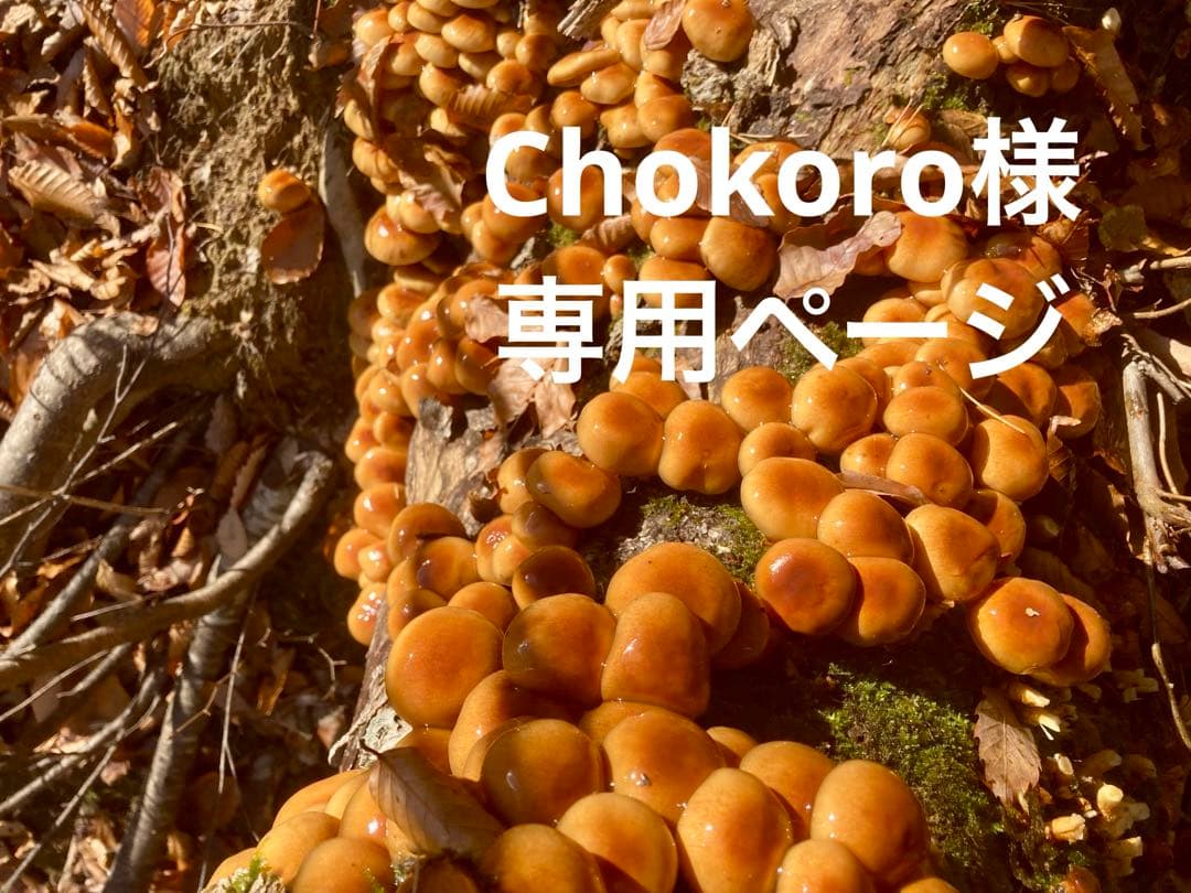 天然なめこ 蕾 専用ページ