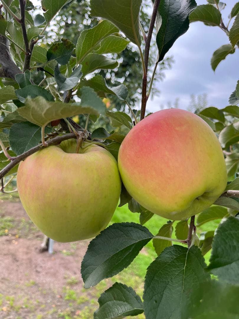 ちゃあ子ページ✨10kg