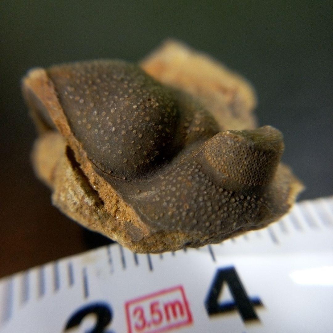 三葉虫　化石　fossil　ボリビア産　trilobite　Bolivia化石③