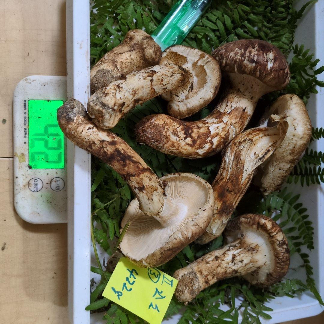 和歌山松茸　新鮮朝市　込み込み　422㌘