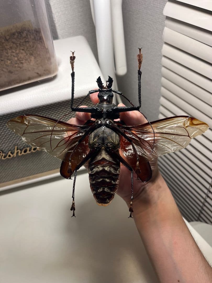 【開翅125mm】スジバネトゲフチオオウスバカミキリ ブルウスバ標本