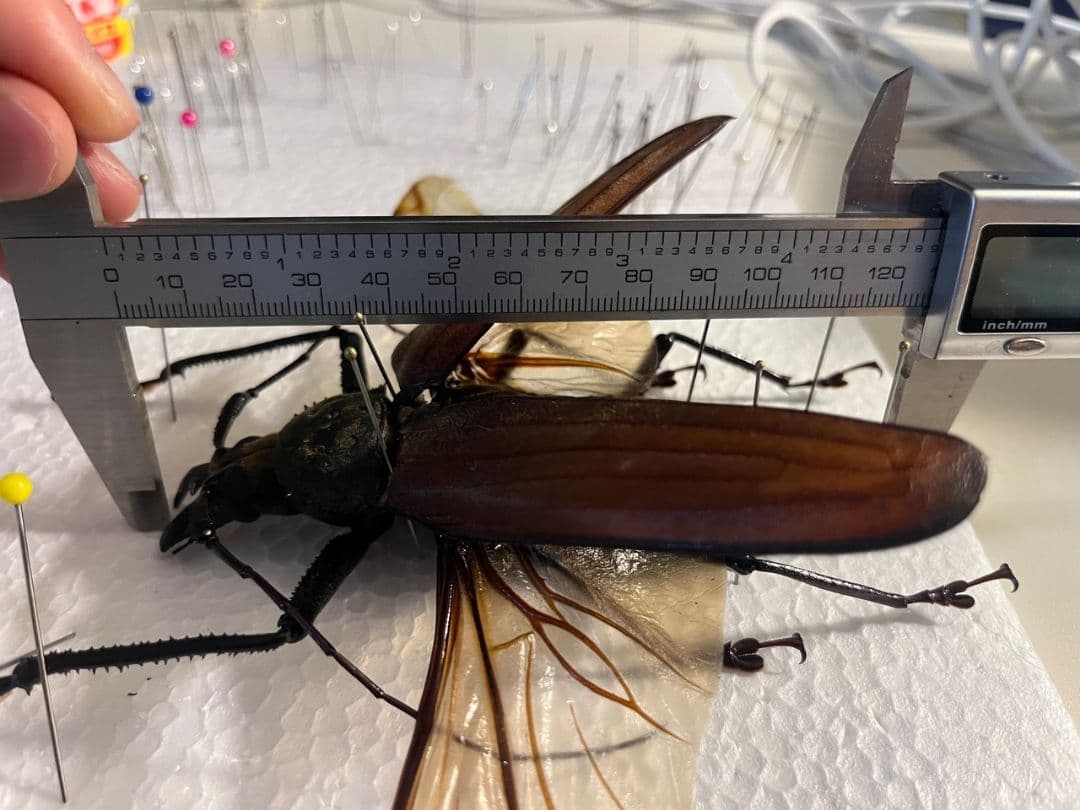 【開翅125mm】スジバネトゲフチオオウスバカミキリ ブルウスバ標本