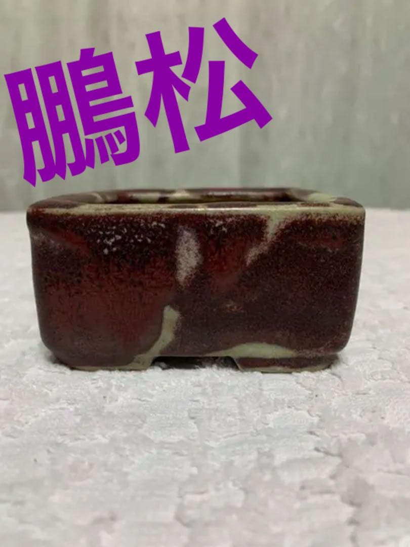 盆栽鉢　原茂 鵬松