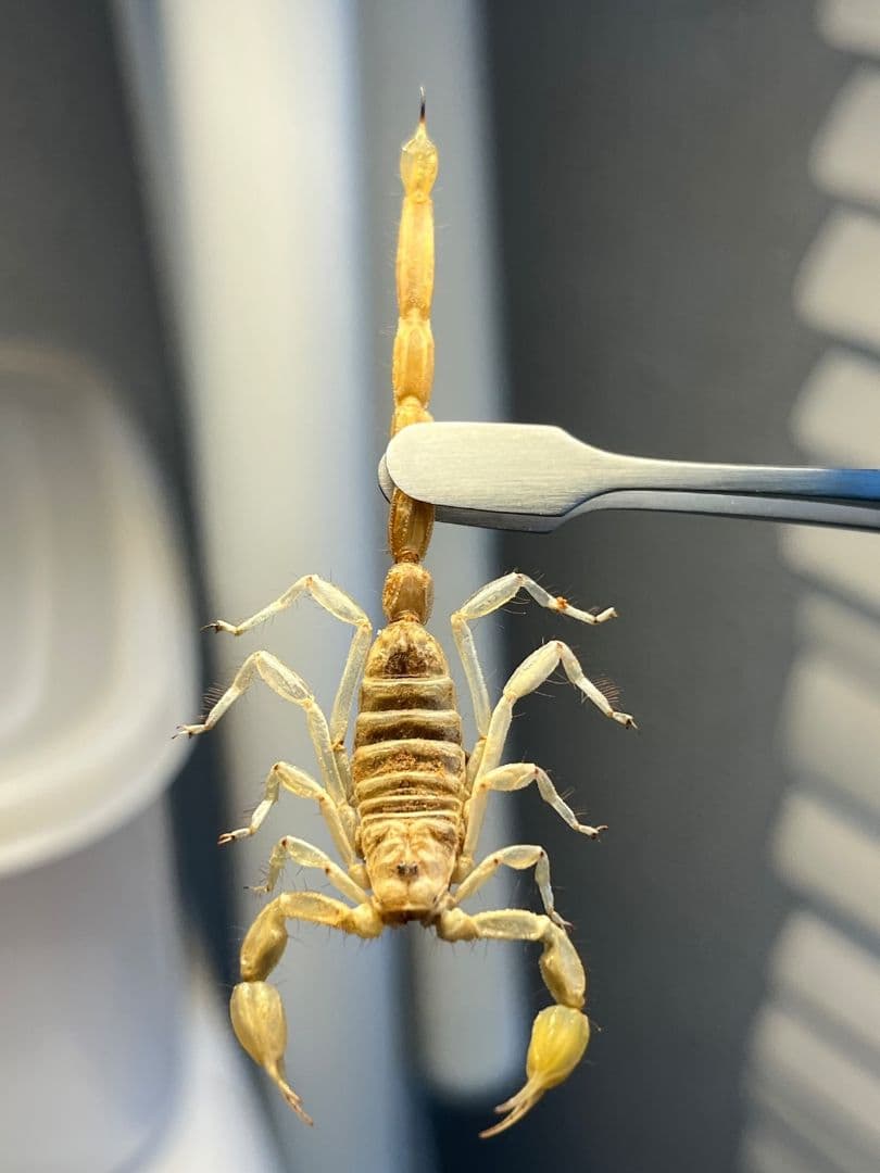 【標本】バーグサンドスイマースコーピオン