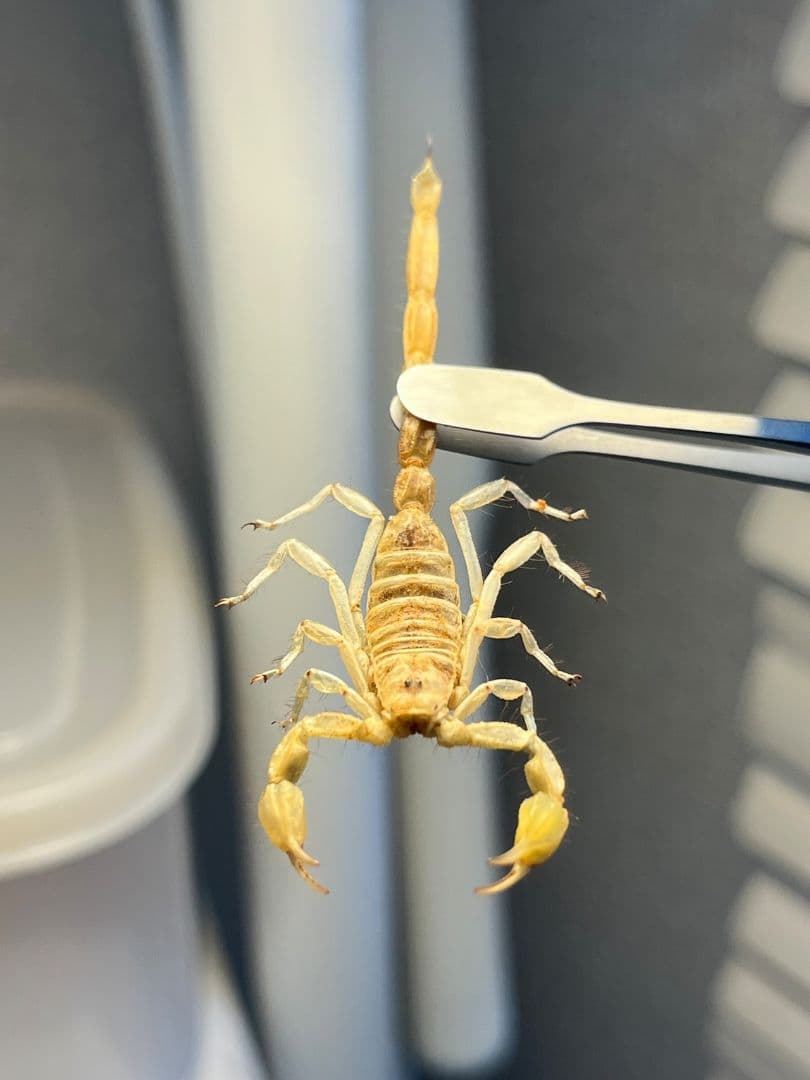 【標本】バーグサンドスイマースコーピオン