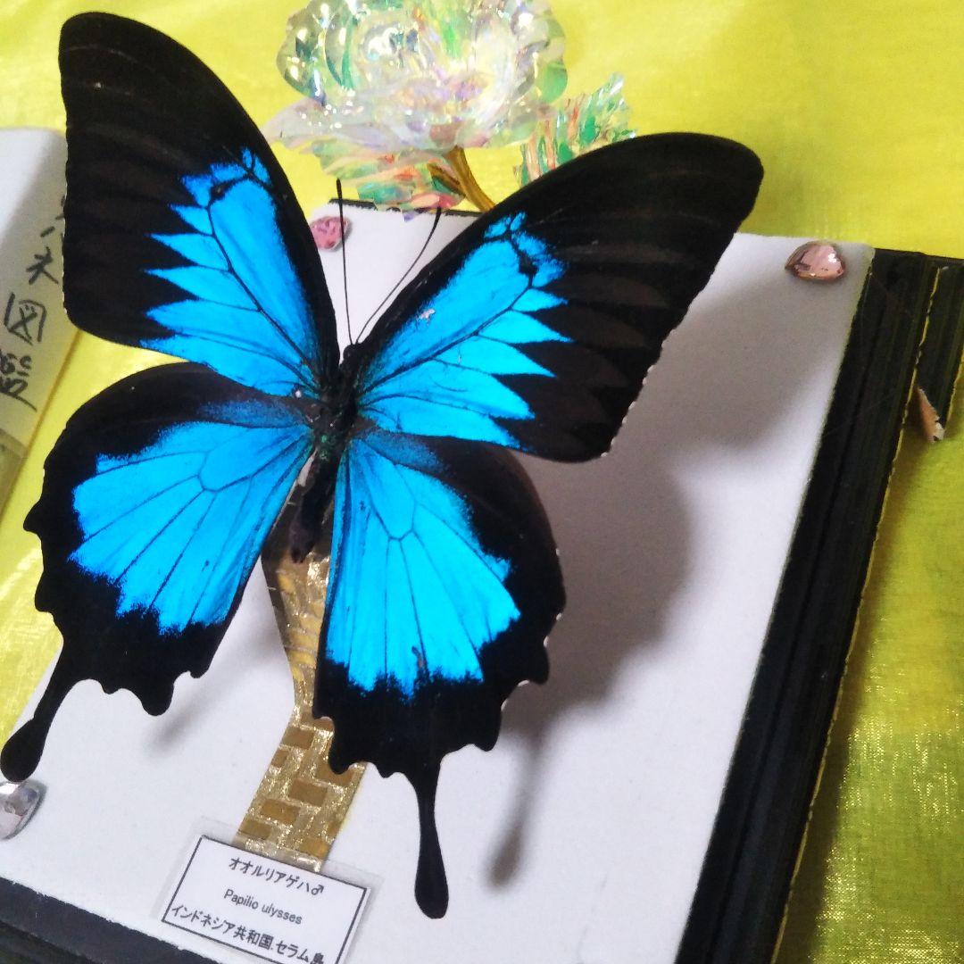 美麗オオルリアゲハの置物