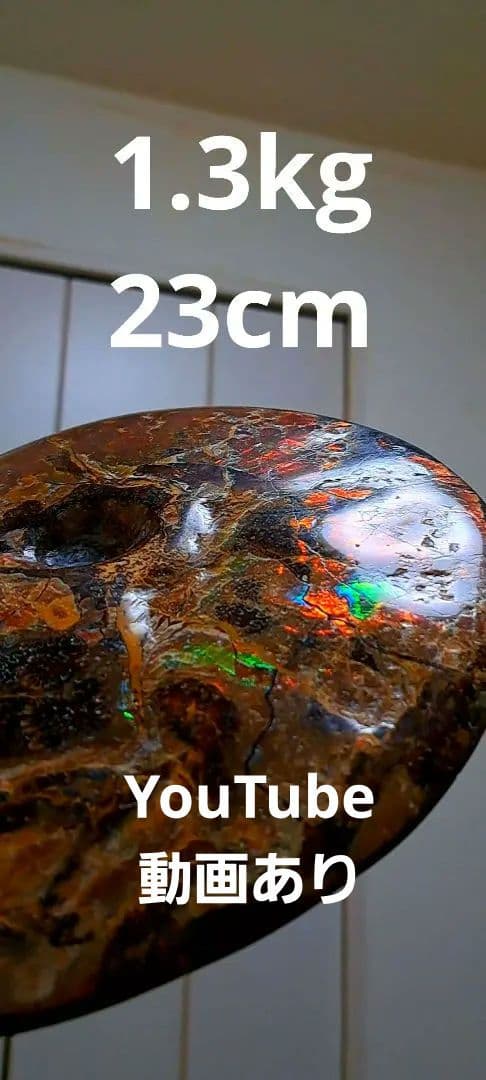 アンモライト　カナダアルバータ　化石　完全体　両面虹色　７色