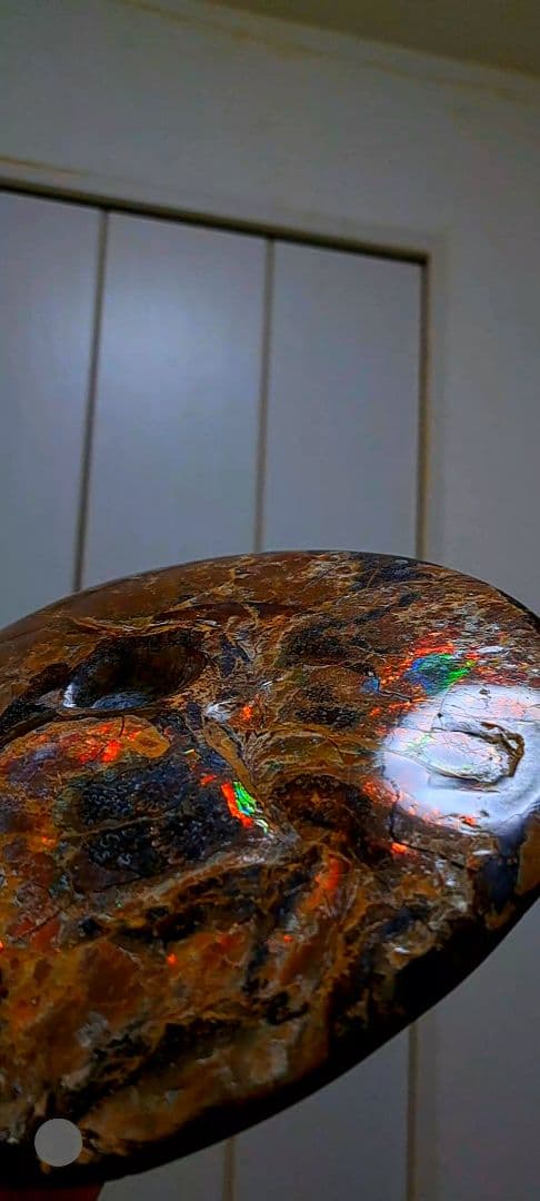 アンモライト　カナダアルバータ　化石　完全体　両面虹色　７色