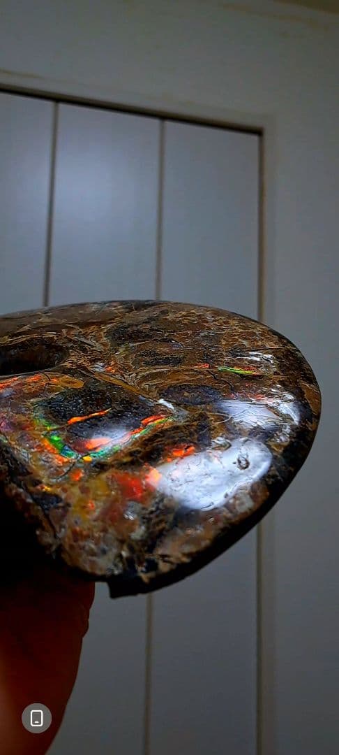 アンモライト　カナダアルバータ　化石　完全体　両面虹色　７色