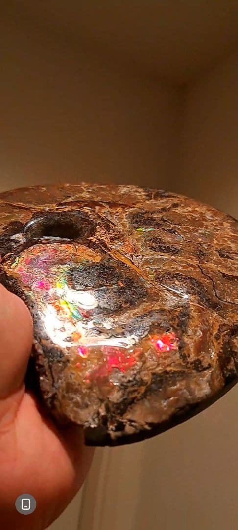 アンモライト　カナダアルバータ　化石　完全体　両面虹色　７色