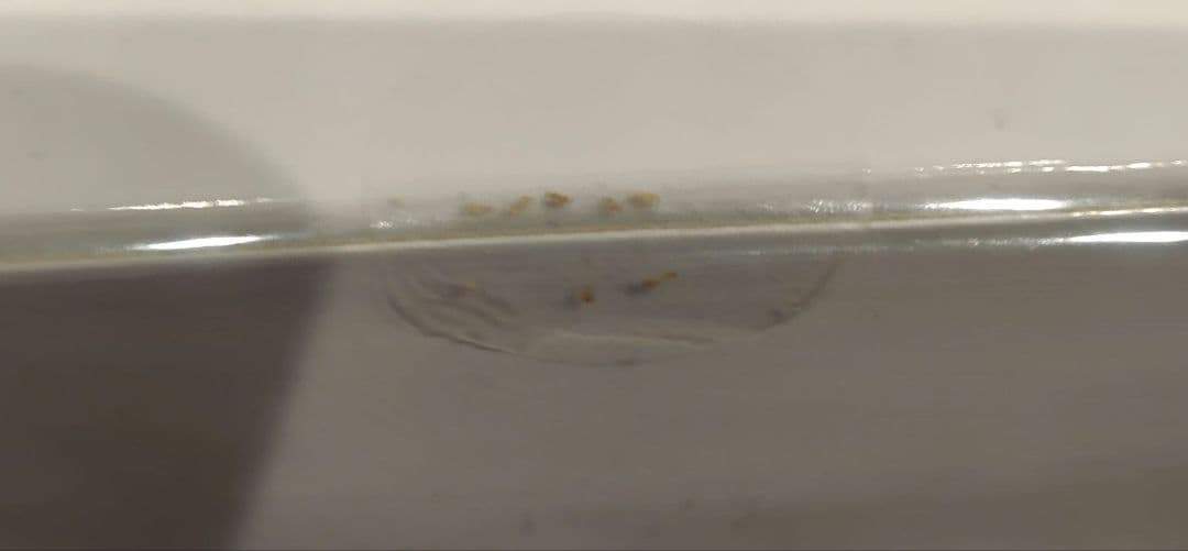 京商ミニカー サンクス一番くじ B賞 ニスモGTR4台、マクラーレン4台　計８台