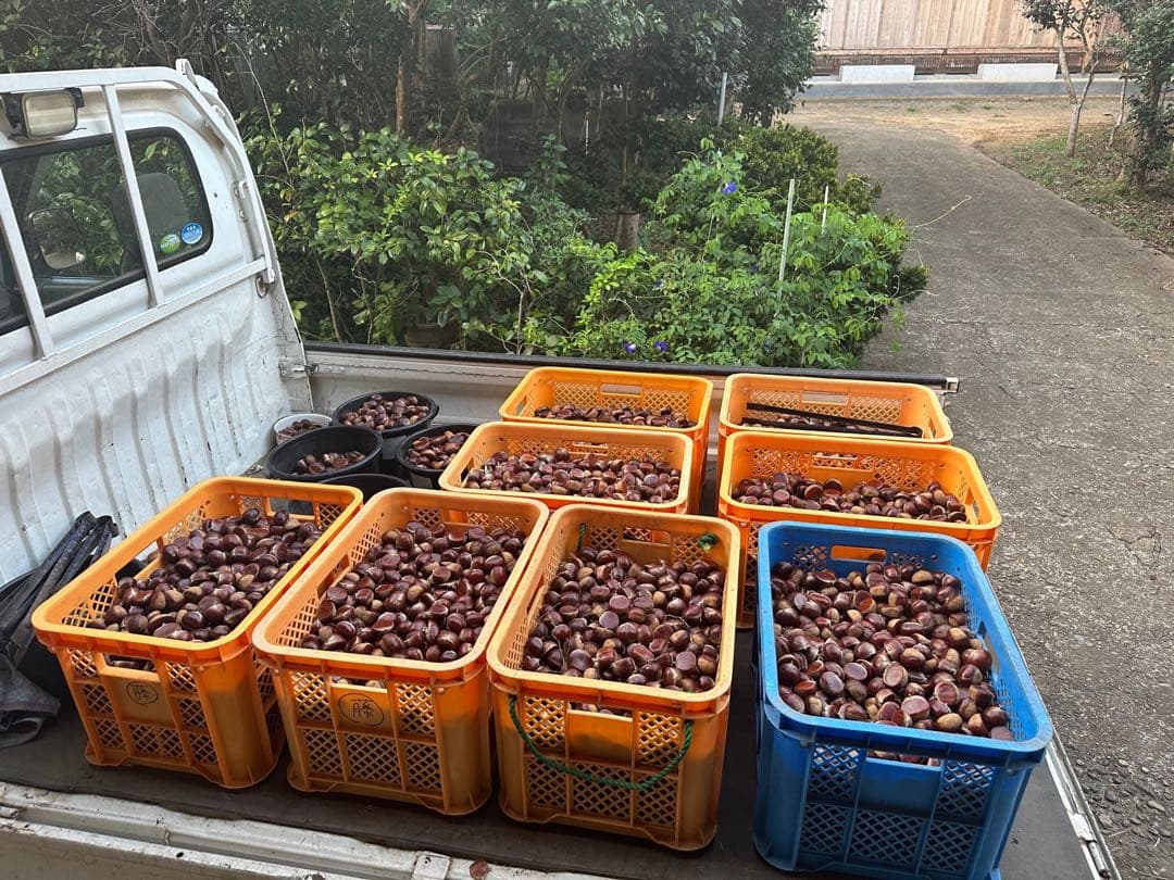 茨城県産　生栗　倉方甘栗　15キロ