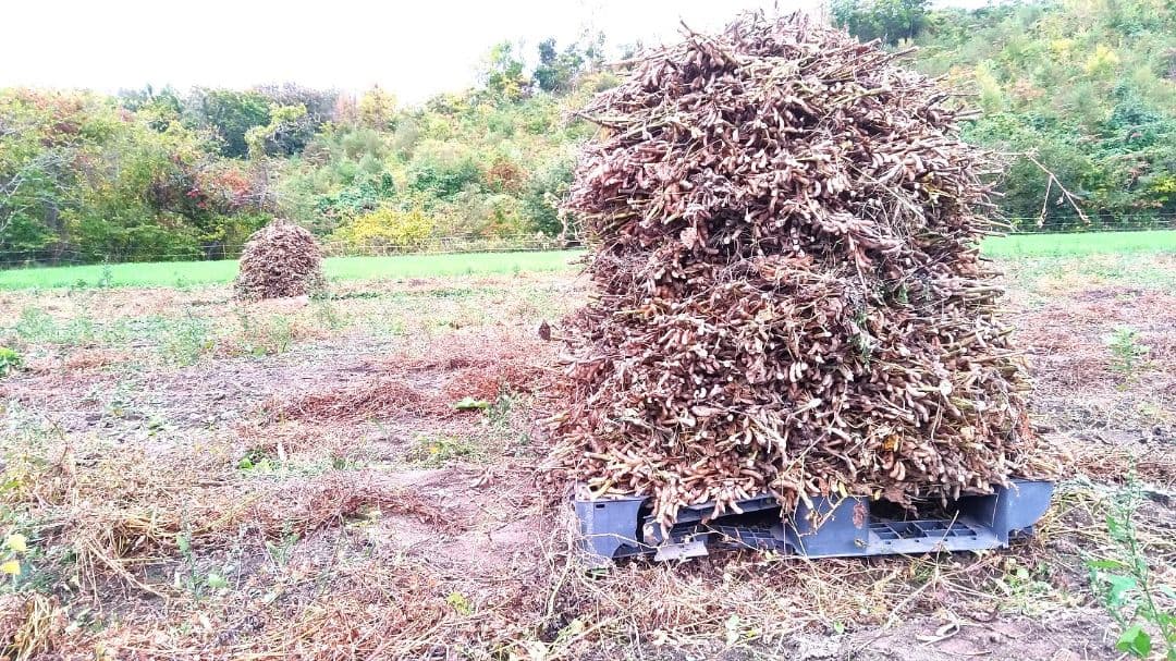 農家直送【新豆】令和7年産 北海道壮瞥町産大豆15㎏