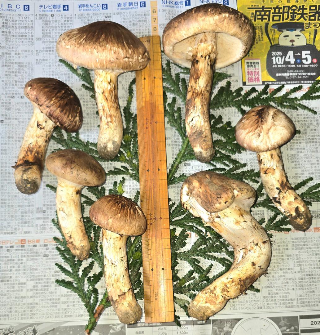 松茸 岩手県産 400g＋おまけ102g 10月18日獲れ