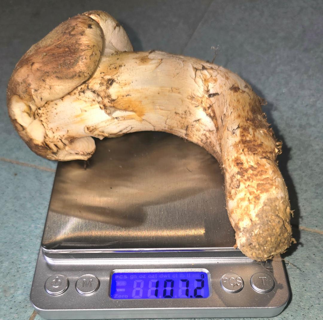 松茸 岩手県産 400g＋おまけ102g 10月18日獲れ