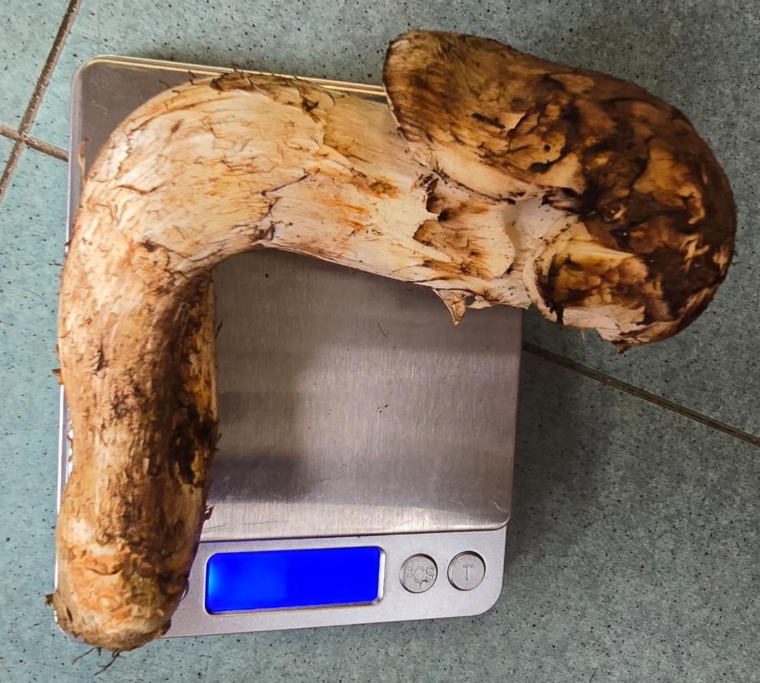 松茸 岩手県産 400g＋おまけ102g 10月18日獲れ