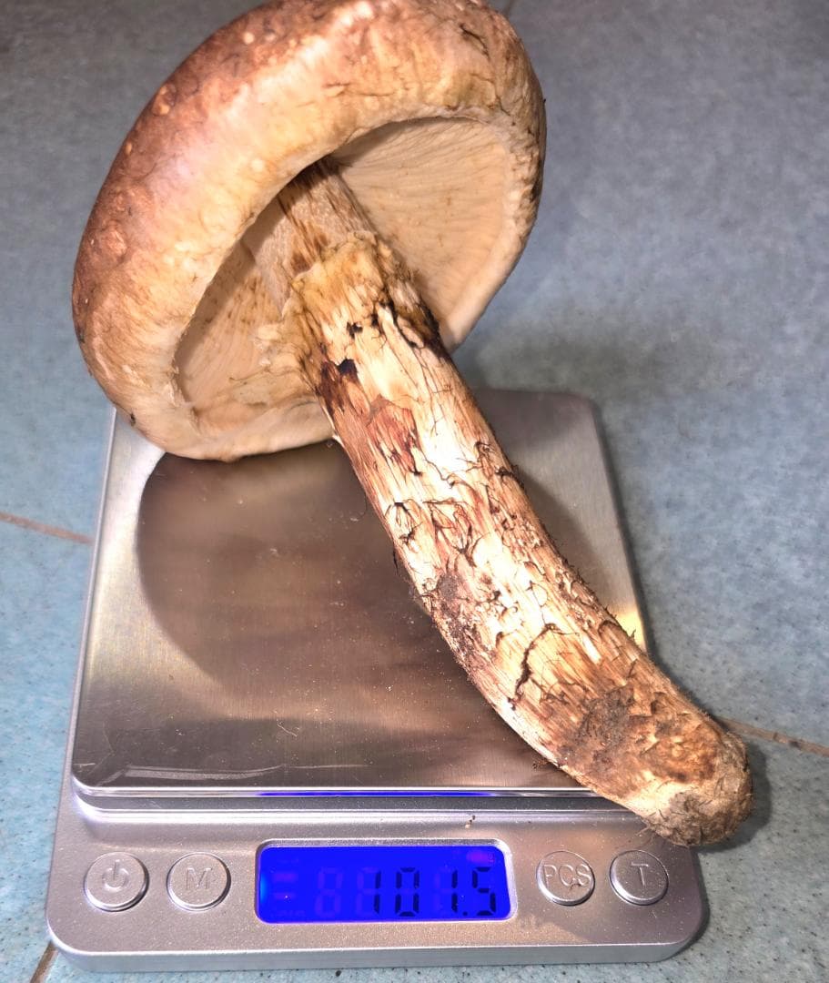 松茸 岩手県産 400g＋おまけ102g 10月18日獲れ